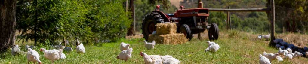 Free Range Chicken Farms